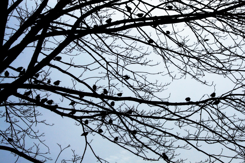 Treeful of starling. by jgoldrup