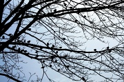 7th Mar 2011 - Treeful of starling.