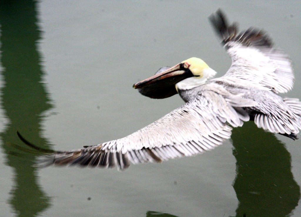 Pelican by hjbenson