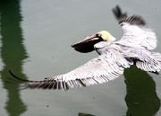 7th Mar 2011 - Pelican