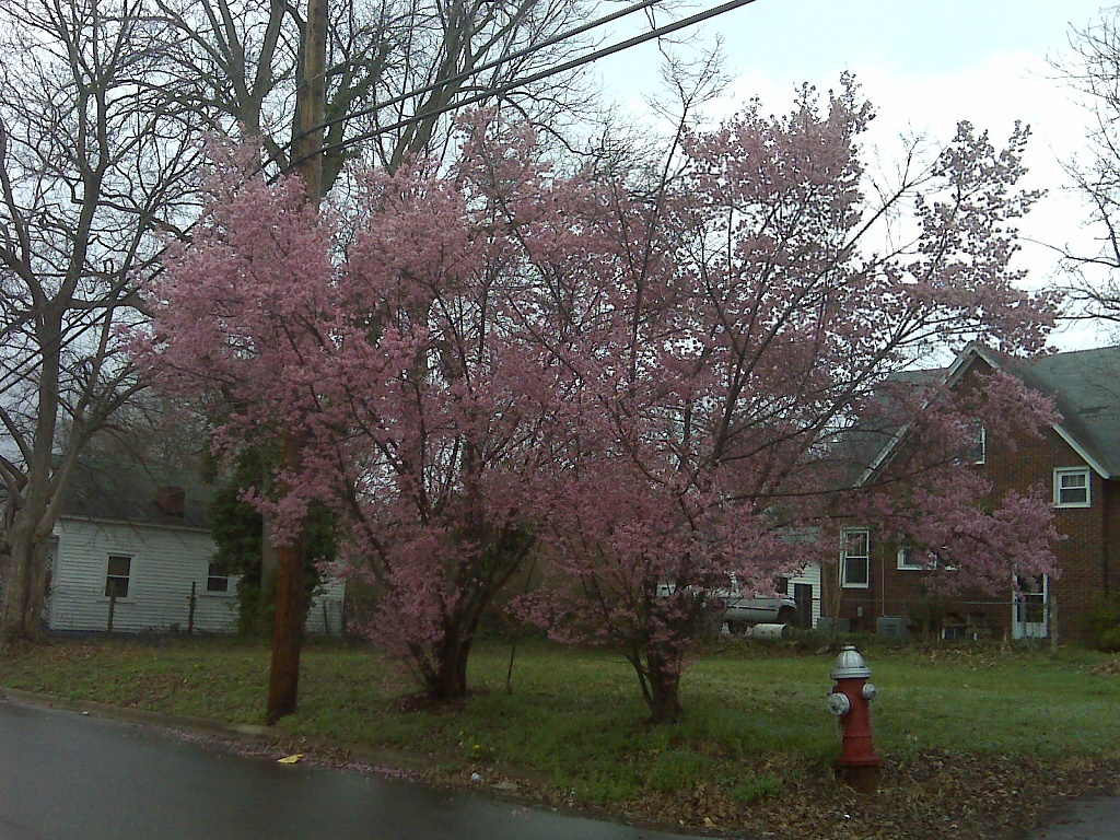Spring has Sprung in Raleigh! by graceratliff