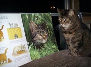 7th Mar 2011 - Sagwa the Tabby Cat