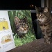 Sagwa the Tabby Cat by julie