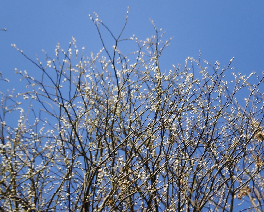 Pussy Willow by snowy