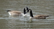 8th Mar 2011 - Goose Goose