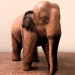 Elephant by manek43509