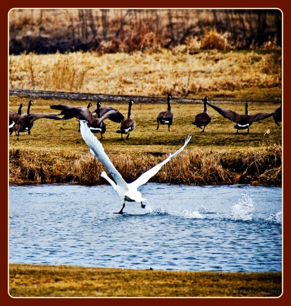 Swan Lake by bluemoon