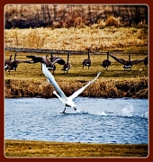 8th Mar 2011 - Swan Lake
