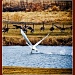 Swan Lake by bluemoon