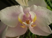 8th Mar 2011 - orchid resurrected