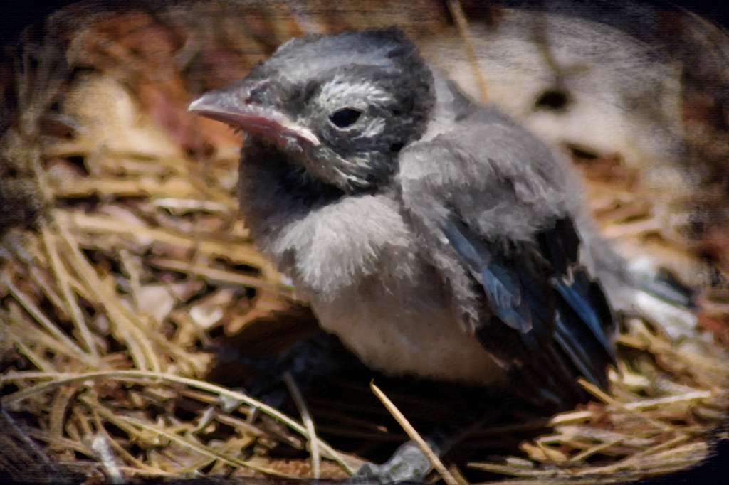 Baby Blue Jay by eudora