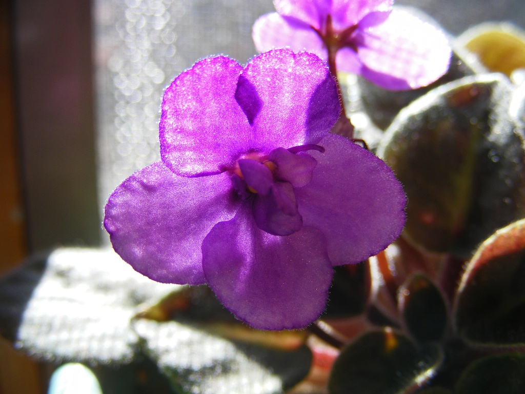 Windowsill African Violet by lauriehiggins