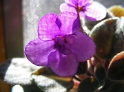 8th Mar 2011 - Windowsill African Violet