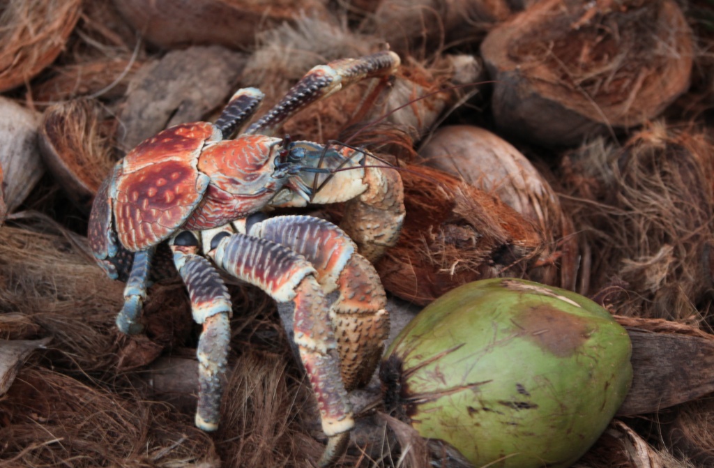 Robber crab on coconut pile (they are also known as coconut crabs and are capable of opening a coconut with those claws. by lbmcshutter
