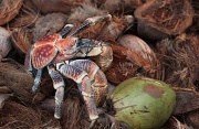 9th Mar 2011 - Robber crab on coconut pile (they are also known as coconut crabs and are capable of opening a coconut with those claws.