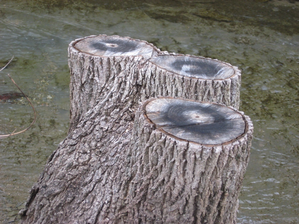 Tree stump by mittens