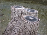 9th Mar 2011 - Tree stump