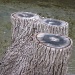 Tree stump by mittens