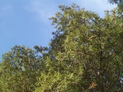 8th Mar 2011 - Lush Pines