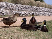 9th Mar 2011 - Ducks in the wind...