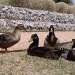 Ducks in the wind... by ldedear