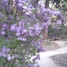 Lilacs!!! by msfyste