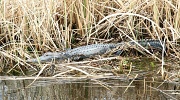 9th Mar 2011 - Alligator in SC