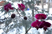 9th Mar 2011 - Orchids 2