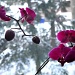 Orchids 2 by cwarrior