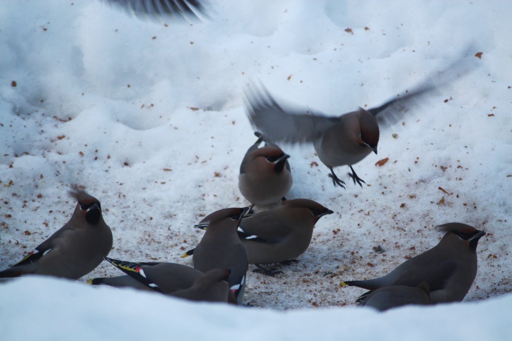 Waxwings IMG_3568 by annelis