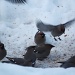 Waxwings IMG_3568 by annelis