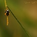 Busy Bee by bella_ss