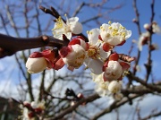 10th Mar 2011 - Apricot blossom