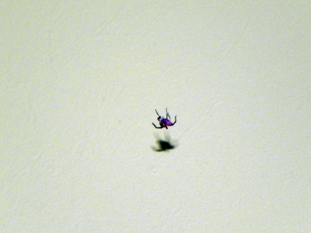 Spider by mej2011