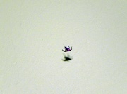 11th Mar 2011 - Spider