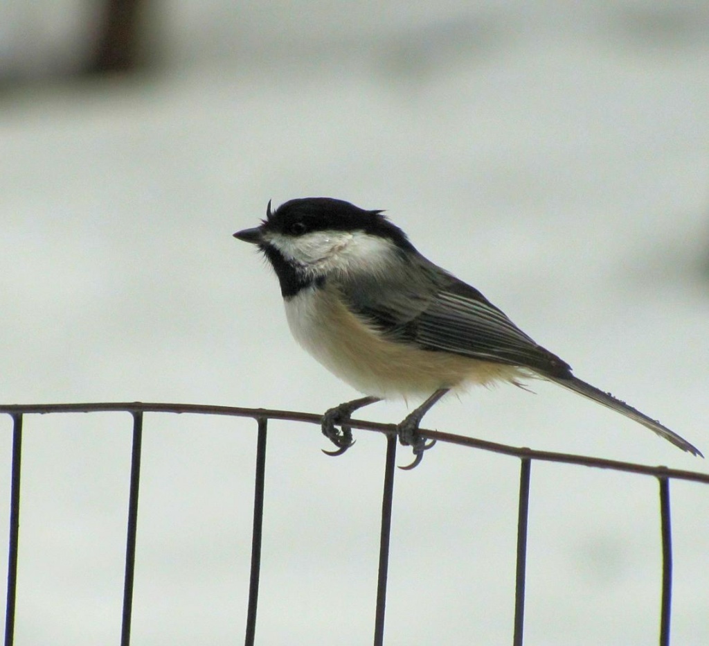 Black capped chickadee by maggie2