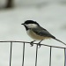 Black capped chickadee by maggie2
