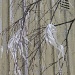 365-IMG_1099 Icicles by annelis