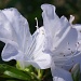 White Azalea by eudora