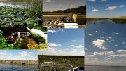 8th Mar 2011 - Airboat Ride
