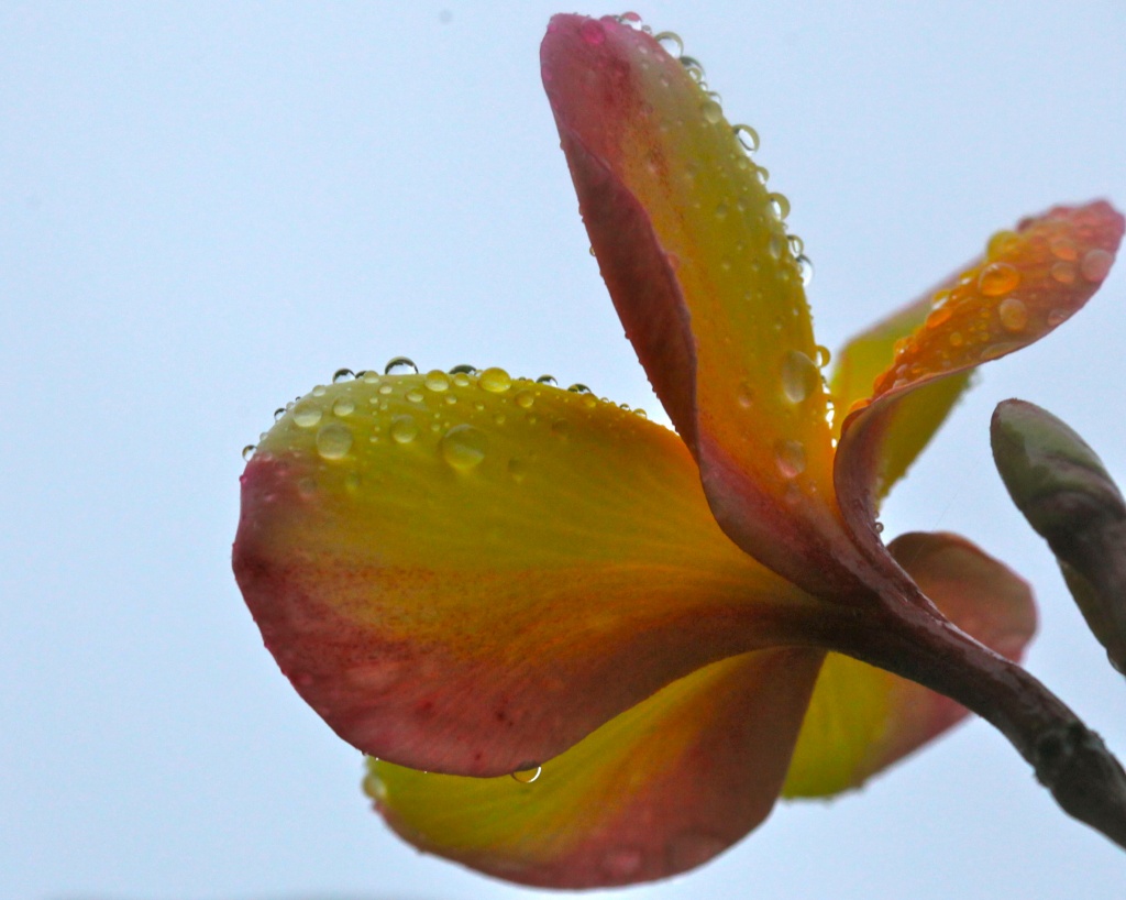 frangipani in the rain by lbmcshutter