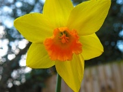 11th Mar 2011 - Daffodil