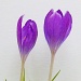 WATER COLOUR CROCUSES by phil_howcroft