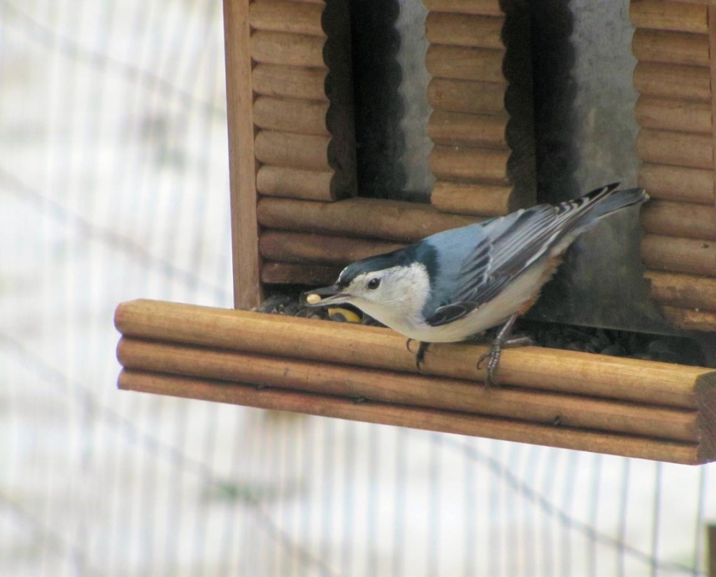 Nuthatch by maggie2