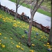 Early Spring in Princes Street Gardens by sunny369