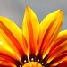 daisy  by orangecrush