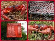 12th Mar 2011 - red crab and crab migration signs 