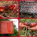 red crab and crab migration signs  by lbmcshutter
