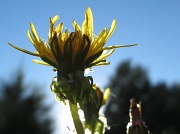 12th Mar 2011 - Backlit sunny dandelion