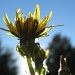 Backlit sunny dandelion by alia_801